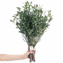 Dirbtinis augalas, amalas AmeliaHome Planti, žalia sp., 56 cm