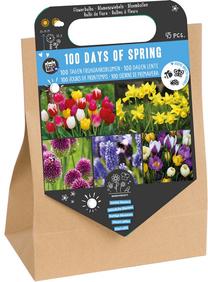 Sibullilled lillede segu 100 DAYS OF SPRING, 45 tk