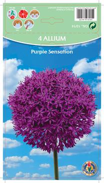 Svogūninės gėlės dekoratyvinis česnakas PURPLE SENSATION, 12 - 14 mm, 4 vnt.
