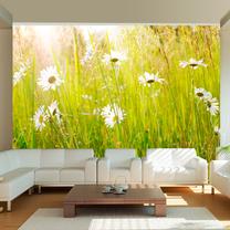 Fototapete Artgeist Daisy Field, 270 cm x 350 cm
