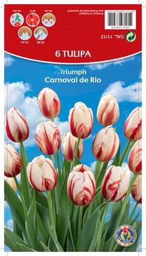 Svogūninės gėlės tulpė CARNAVAL DE RIO, 11 - 12 mm, 6 vnt.
