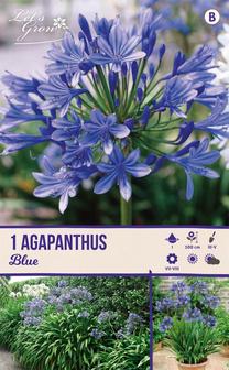 Svogūninės gėlės agapantas BLUE I