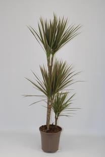 Potilill draakonipuu Sodo Centras, 15 - 25 cm, ø14 cm