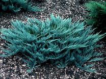 Kadagys BLUE CHIP, 20 - 30 cm, ø19 cm