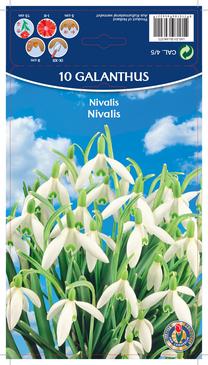 Svogūninės gėlės snieguolė NIVALIS, 4 - 5 mm, 10 vnt.