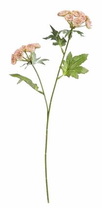 Искусственный цветок Homla Anise, зеленый цв./розовый цв., 48 см