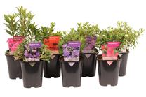 Krūmas rododendras MIX, (spalva/dizainas parenkami atsitiktine tvarka), ø32 cm, 55 cm