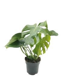Potilill monstera Deliciosa, 60 - 70 cm, ø14 cm