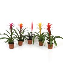LILL VAZONE VRIEZIJA D12 H35-45CM