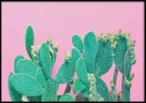 Pilt DecoKing Cactus, 50 cm x 40 cm