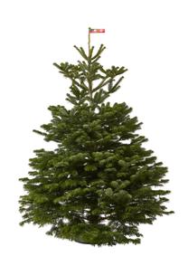 Kėnis Christmas Touch Nordmaniana Excellent, 175 - 200 cm