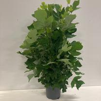 Medis tulpmedis, ø31 cm, 100 cm