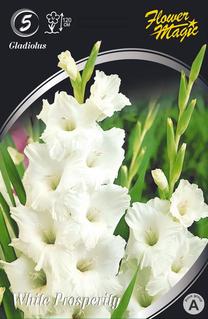 Svogūninės gėlės kardelis White Prosperity, 12/14, 5 vnt.
