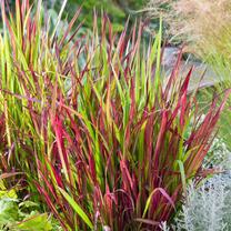 Gėlė vazone imperata Red Baron, 15 - 20 cm, ø17 cm
