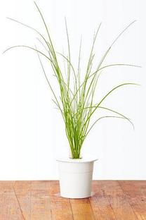 Išmanios daigyklos sėklos Click & Grow, laiškiniai česnakai, 50 g, 3 vnt.
