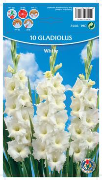 Svogūninės gėlės kardelis White, 10 - 12 mm, 10 vnt.