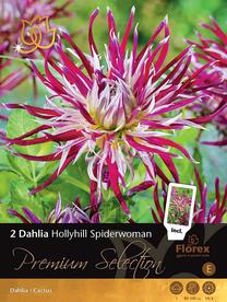 Svogūninės gėlės jurginas HOLLY HILL SPIDERWOMAN I, 2 vnt.