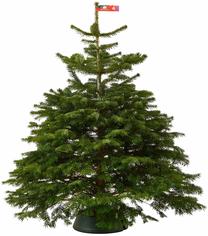 Kėnis Christmas Touch Normaniana Excellent, 125 - 150 cm