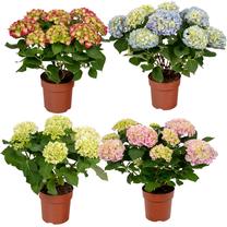 Potilill hortensia, 35 cm, ø14 cm, mitmevärviline
