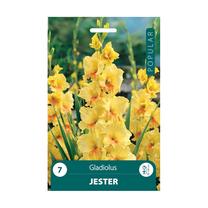Svogūninės gėlės kardelis Jester, 8/10, 7 vnt.