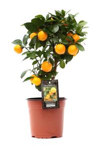 LILL VAZONE CITRINMEDIS D15 H40-50CM