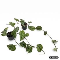 Augalas monstera Siltepecana, 25 cm, ø12 cm