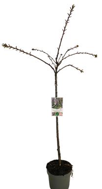Medis vyšnia KIKU SHIDARE ZAKURA, ø26 cm, 80 - 100 cm
