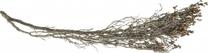 Akvārija dekorācija Terra Natura Underwater Root, brūna krās., 20 cm