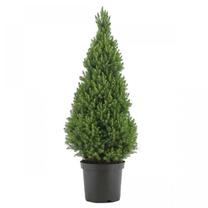 Eglė CONICA, 80 - 100 cm, ø35 cm