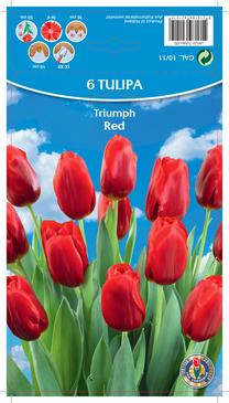 Svogūninės gėlės tulpė RED, 10 - 11 mm, 6 vnt.