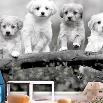 Fototapete Artgeist Four Puppies MFT1963, 105 cm x 150 cm