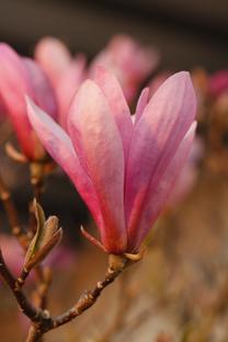 Krūmas magnolija BETTY, ø23 cm, 60 cm