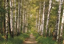 Fototapete Sunny decor Birkenwald, 254 cm x 368 cm