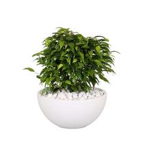 Augalas fikusas Green Kinky, 40 - 50 cm, ø22 cm