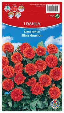 Svogūninės gėlės jurginas Ellen Houston