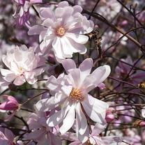 Krūmas magnolija ROSEA, ø23 cm, 40 - 50 cm