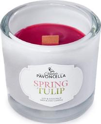 Žvakė, aromatinė Pavoncella Spring Tulip, 50 h, 170 g, balta sp.