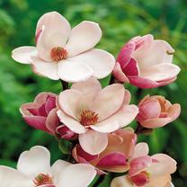 Krūmas magnolija SENSATION, ø17 cm, 35 cm