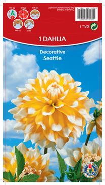 Svogūninės gėlės jurginas Seattle