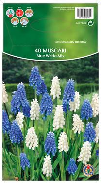 Svogūninės gėlės žydrė BLUE WHITE MIX, 7 - 8 mm, 40 vnt.