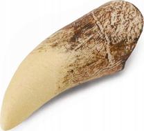 Rotaļlietu figūriņa Collecta Tooth Of Tyrannosaurus Rex 89281, 8 cm, balta krās.
