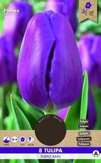 Svogūninės gėlės tulpė Purple Rain 11/12, 8 vnt.