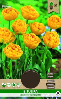 Svogūninės gėlės tulpė YELLOW POMPONETTE, 11 - 12 mm, 8 vnt.