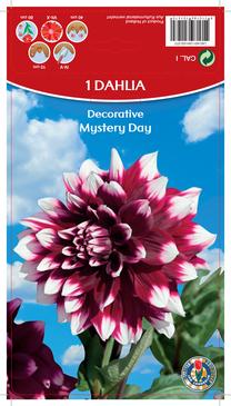 Svogūninės gėlės jurginas Mystery Day