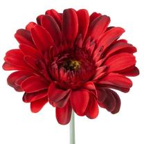 Dirbtinė gėlė, gerbera 374, raudona sp., 55 cm x 12 cm