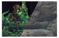 Akvārija fons Zolux Poster Plants/Rock, daudzkrāsaina, 80 cm
