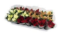 Gėlė vazone žydinti/puansetija Mix, 12 - 17 cm