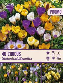 Svogūninės gėlės krokas BOTANICAL BEAUTIES, 5 mm, 40 vnt.