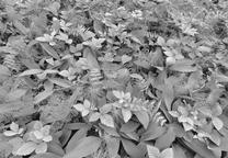 Fototapete Sunny decor SD914, 368 cm x 254 cm