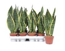 Potilill sanseveria Mix, 40 - 50 cm, ø12 cm